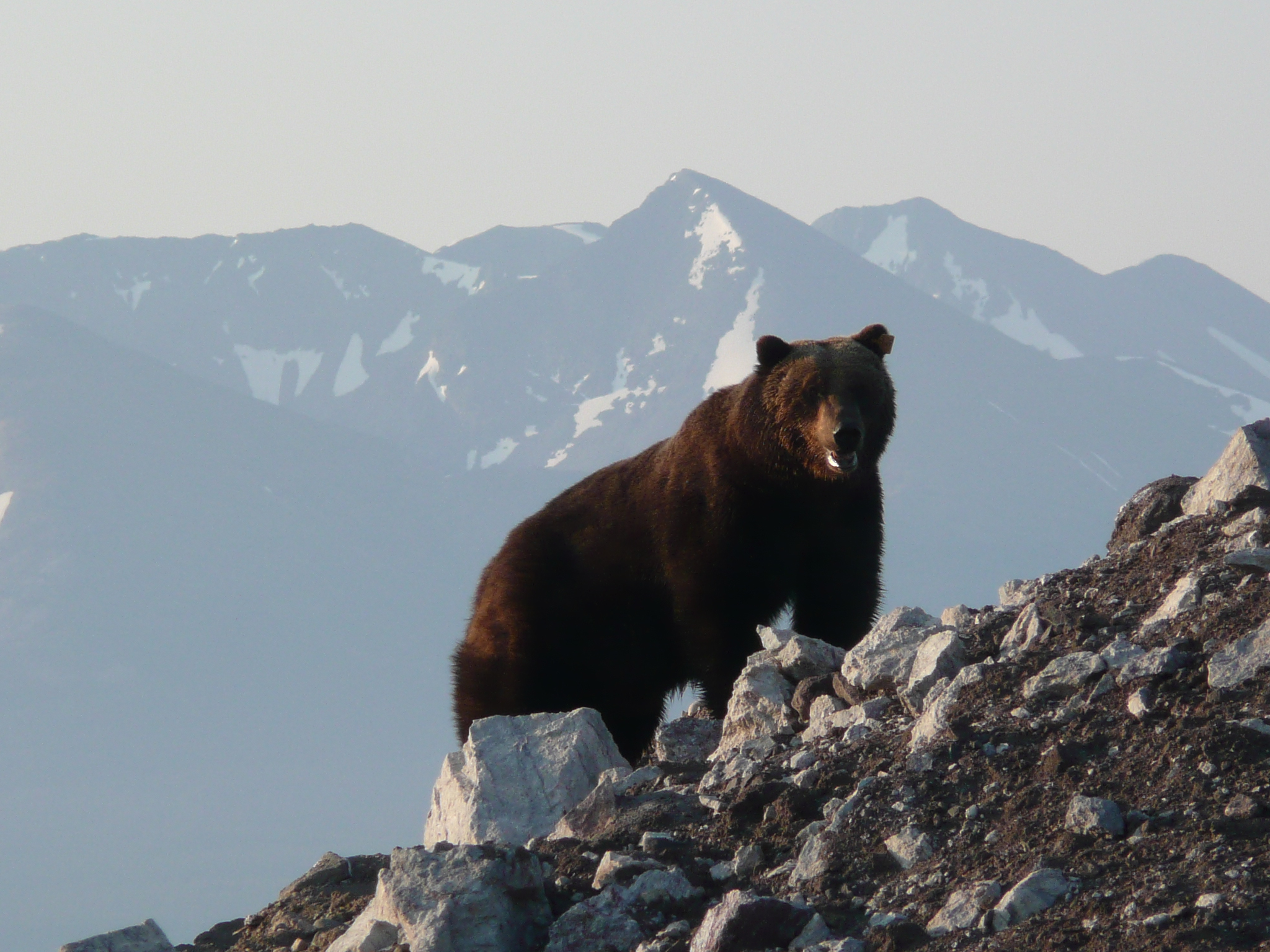 Griz Profile