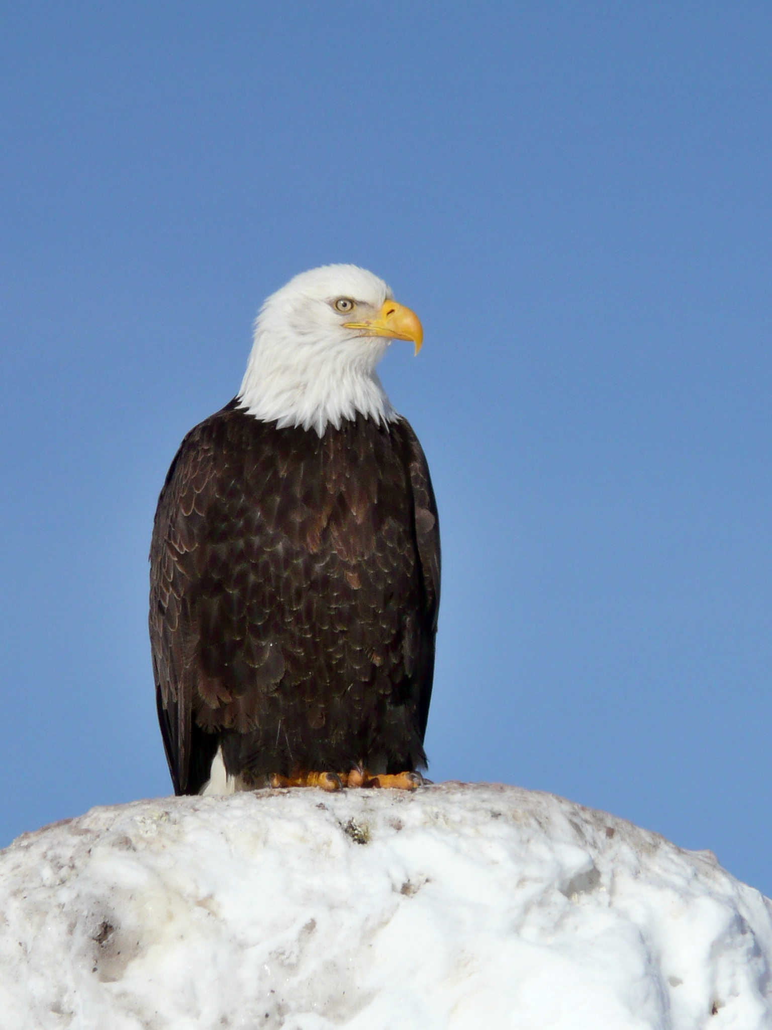 Eagle