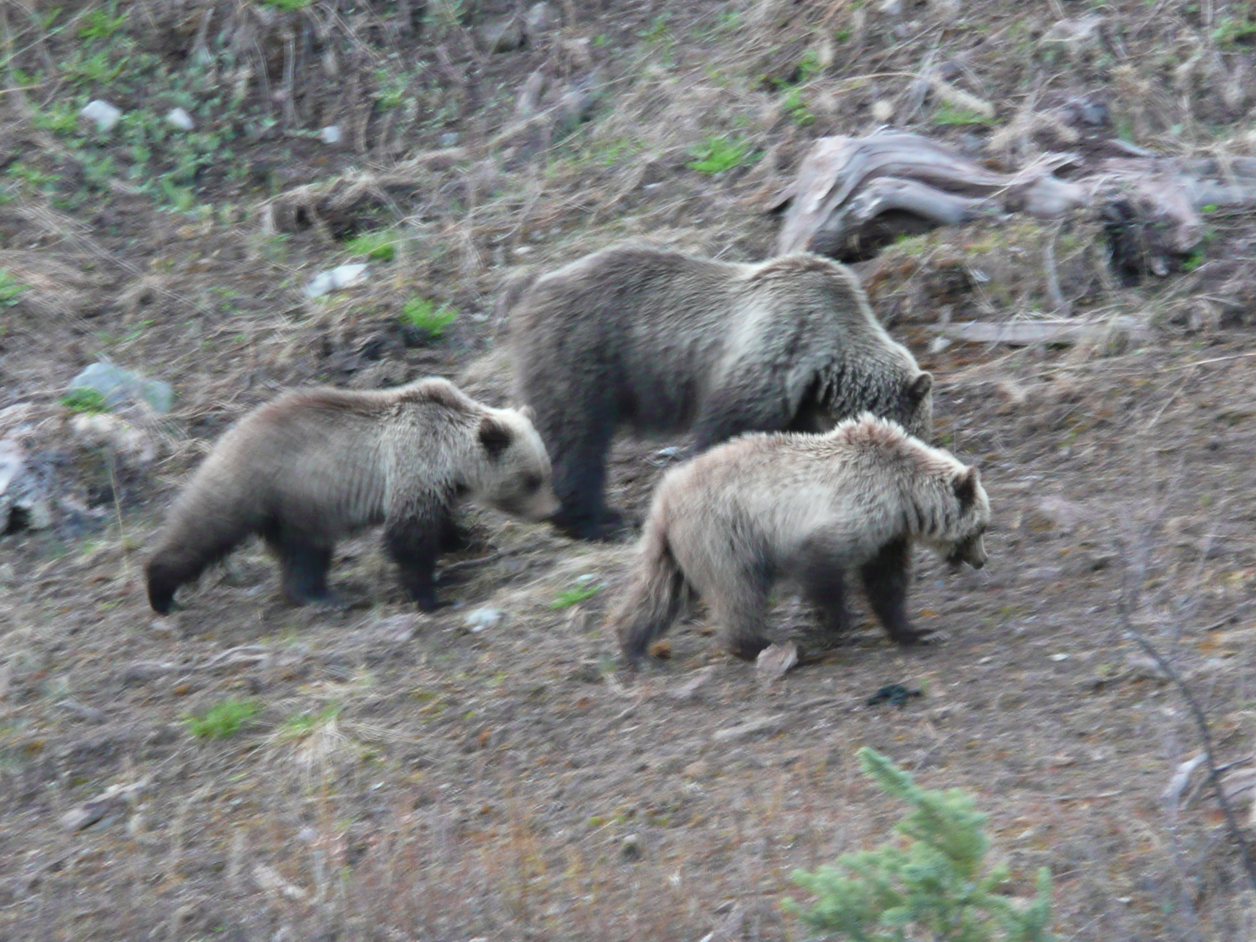 Griz Family